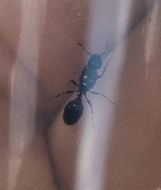 Flight image for Tetramorium caespitum on 11 Jul 2024