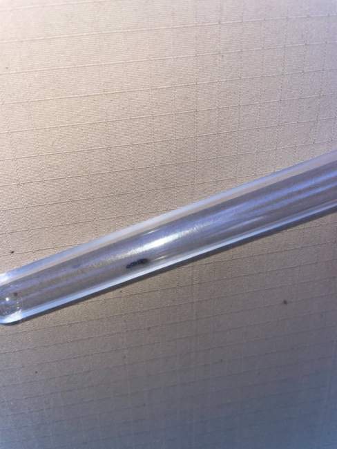 Flight image for Pheidole pallidula on 16 Jul 2024