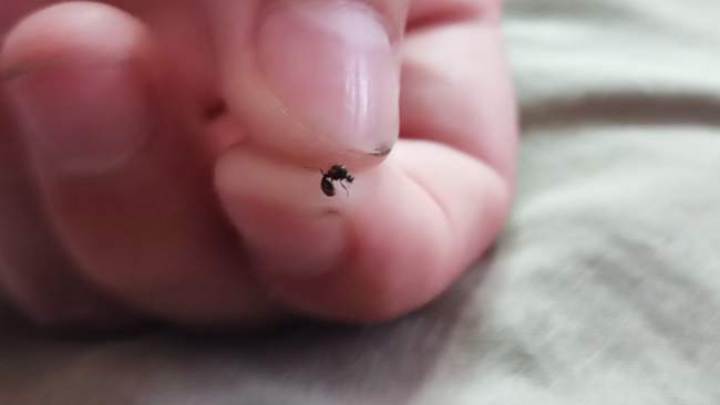 Flight image for Tetramorium caespitum on 30 Aug 2024