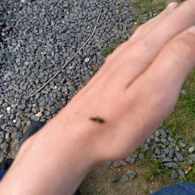 Flight image for Lasius niger on 18 Jul 2024