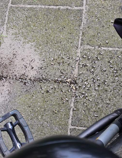 Flight image for Lasius niger on 25 Jul 2024