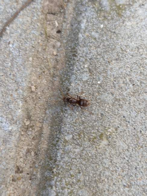 Flight image for Lasius umbratus on 26 Aug 2024