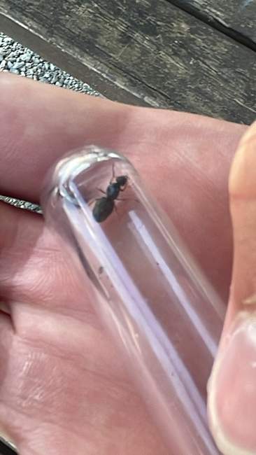 Flight image for Lasius niger on 16 Jul 2024