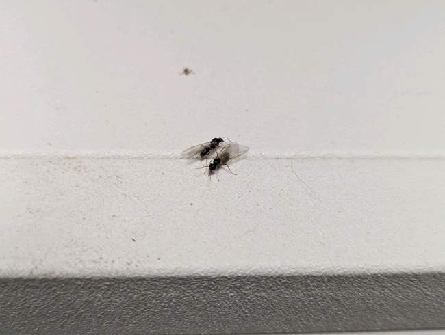 Flight image for Lasius emarginatus on 10 Aug 2024