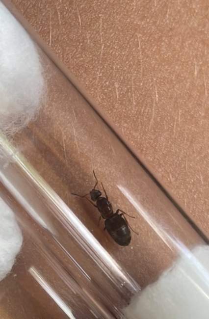 Flight image for Lasius emarginatus on 16 Jul 2024