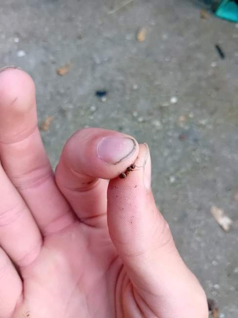 Flight image for Lasius umbratus on 18 Jul 2024