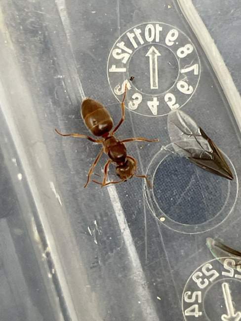 Flight image for Lasius umbratus on 8 Jul 2024