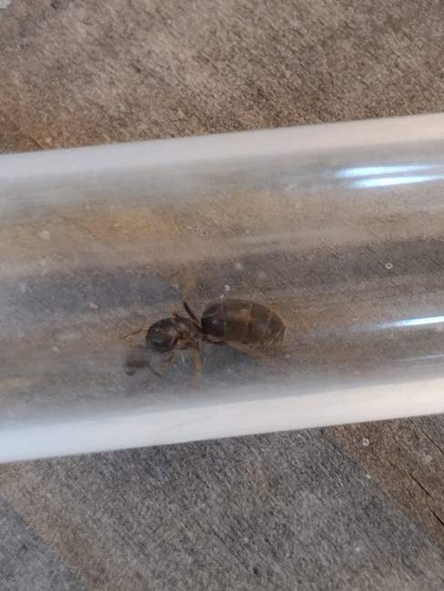 Flight image for Lasius niger on 18 Jul 2024