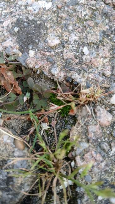 Flight image for Lasius niger on 31 Jul 2024