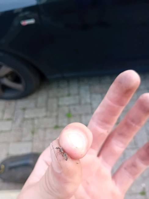 Flight image for Lasius niger on 29 Jul 2024