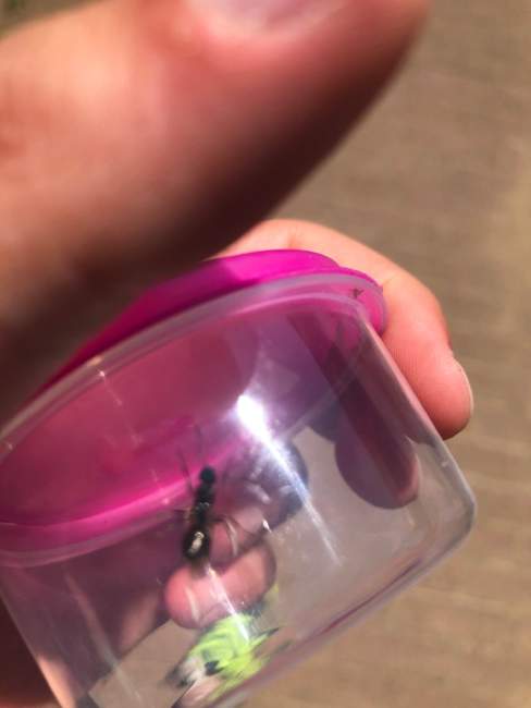 Flight image for Formica sp. on 29 Jul 2024