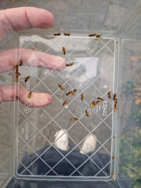 Flight image for Lasius flavus on 25 Jul 2024