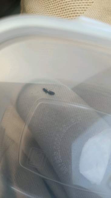 Flight image for Solenopsis fugax on 23 Jul 2024