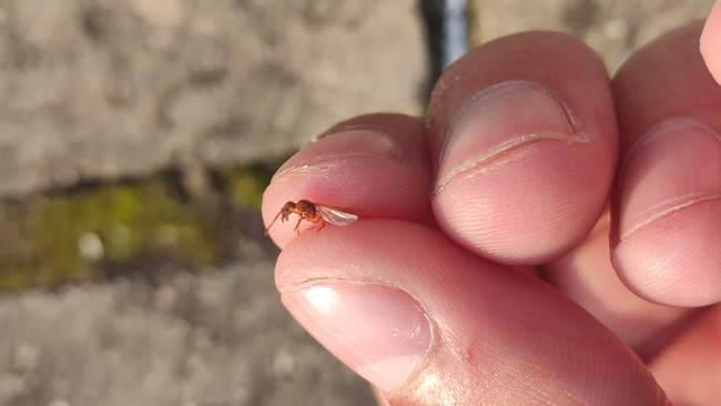 Flight image for Myrmica  on 20 Sept 2024