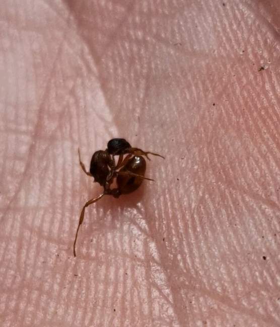 Flight image for Myrmica sp. on 11 Jul 2024