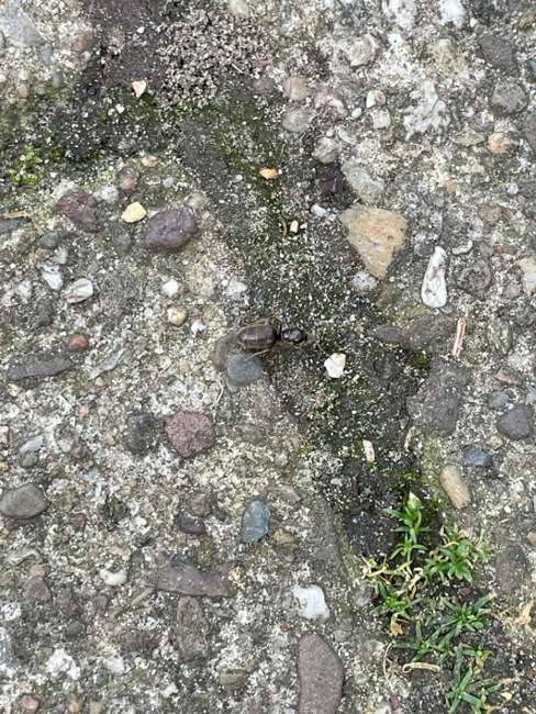 Flight image for Lasius niger on 25 Jul 2024