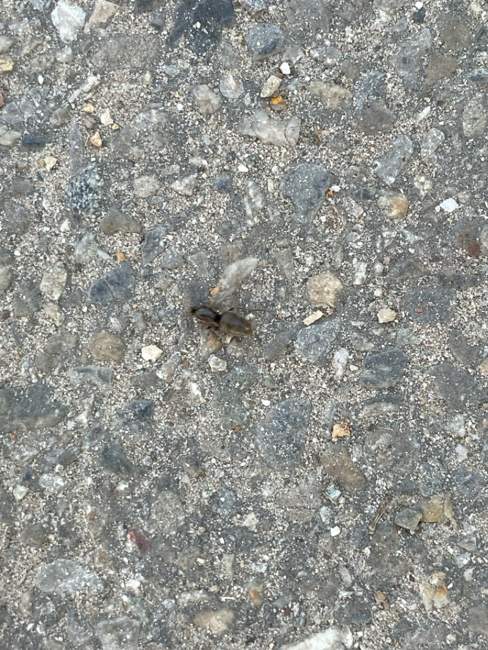 Flight image for Lasius niger on 29 Jul 2024