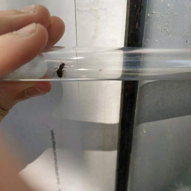 Flight image for Lasius emarginatus on 15 Jul 2024