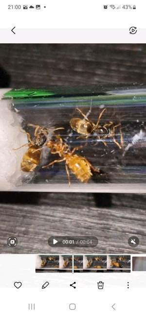 Flight image for Lasius flavus on 8 Jul 2024