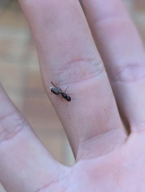 Flight image for Pheidole pallidula on 20 Jul 2024