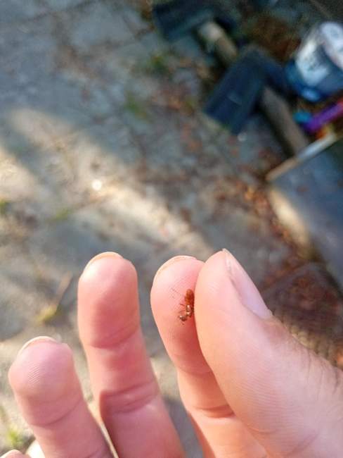 Flight image for Lasius umbratus groep on 11 Aug 2024