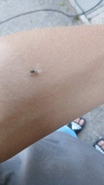 Flight image for Lasius niger on 29 Jul 2024