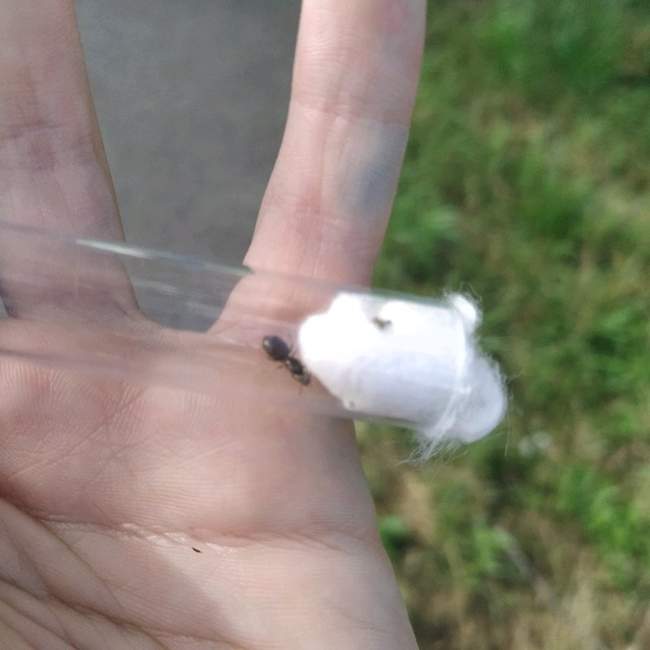 Flight image for Lasius niger  on 13 Jul 2024