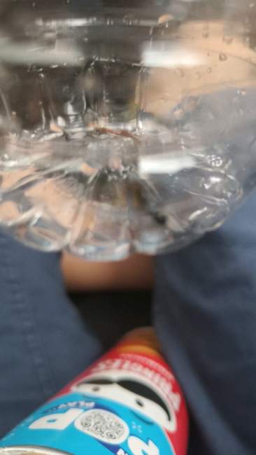 Flight image for Formicidae on 9 Jul 2024