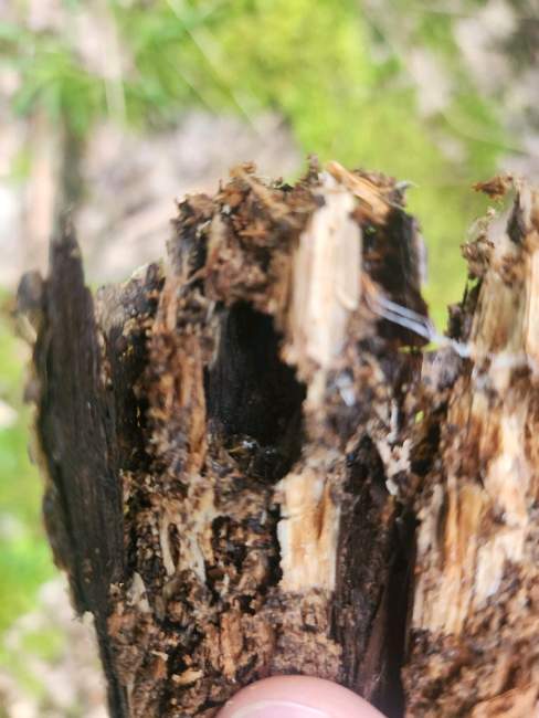 Flight image for Lasius sp. on 5 Aug 2024