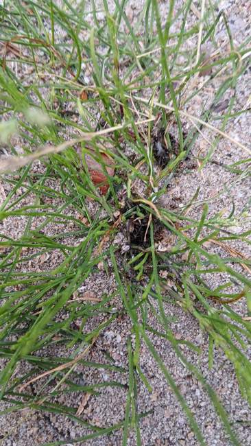 Flight image for Lasius niger on 20 Jul 2024