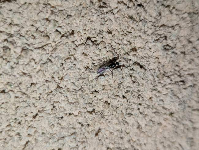 Flight image for Camponotus sp. on 17 Jul 2024