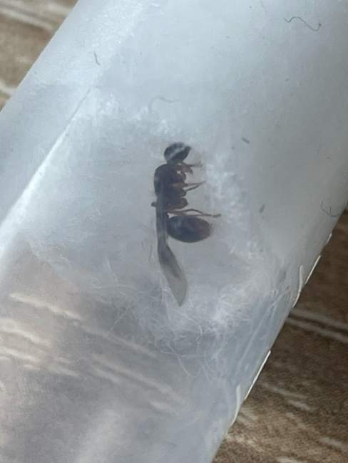 Flight image for Myrmica sp. on 20 Jul 2024