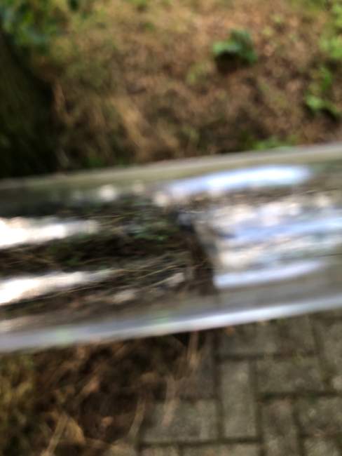 Flight image for Lasius niger on 5 Aug 2024