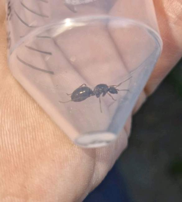 Flight image for Formica fusca on 9 Jul 2024