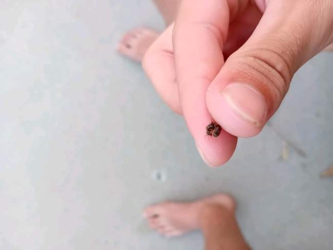 Flight image for Lasius niger on 12 Aug 2024