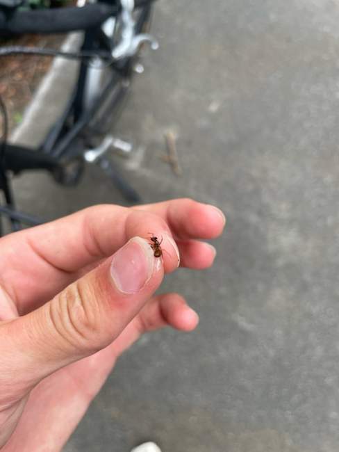 Flight image for Lasius umbratus on 25 Jul 2024