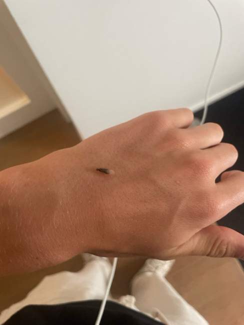 Flight image for Lasius flavus on 27 Jul 2024