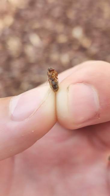 Flight image for Lasius emarginatus on 29 Aug 2024