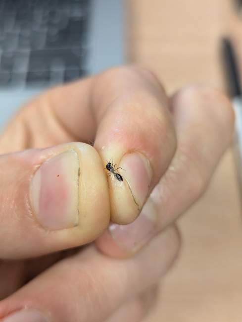 Flight image for Solenopsis fugax on 19 Sept 2024