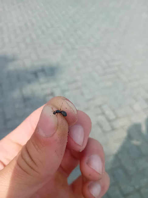 Flight image for Lasius brunneus on 31 May 2025