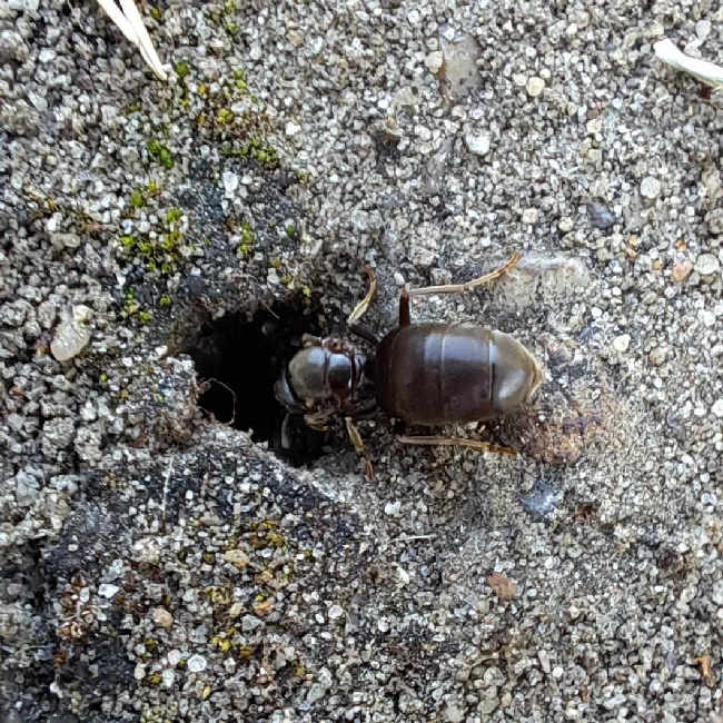 Flight image for Lasius niger group on 18 Jul 2025