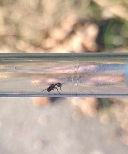 Flight image for Myrmica sp. on 18 Aug 2025