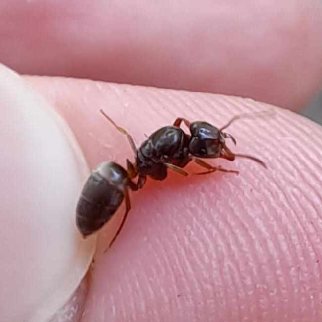 Flight image for Lasius umbratus group on 19 Jul 2025