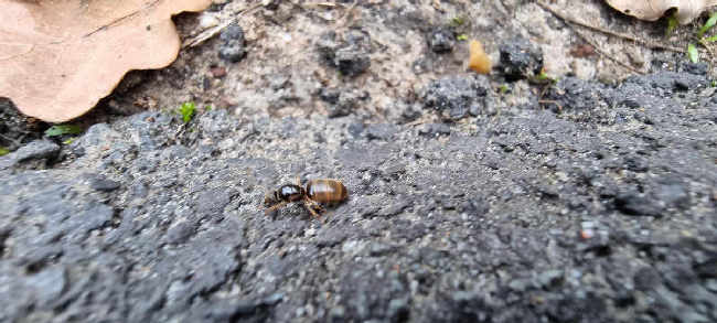 Flight image for Lasius flavus on 19 Sept 2025