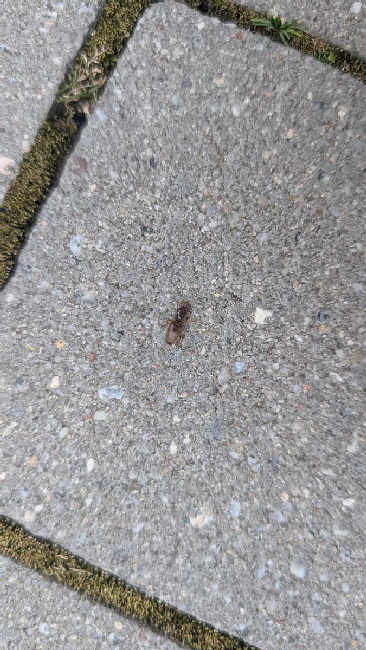 Flight image for Lasius sp. on 26 Aug 2025