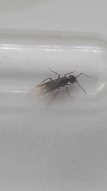 Flight image for Lasius umbratus group on 19 Jul 2025