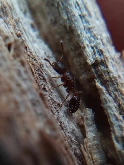 Flight image for Leptothorax acervorum on 20 Sept 2025