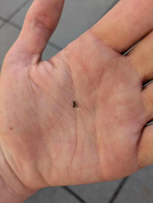 Flight image for Lasius fuliginosus on 14 Jul 2025