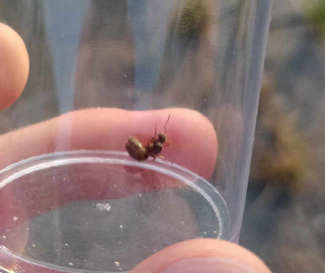 Flight image for Lasius niger group on 12 Aug 2025