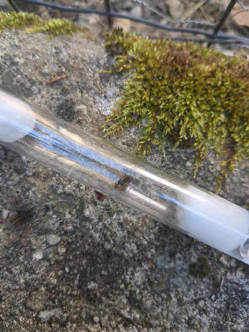 Flight image for Lasius niger group on 30 Jun 2025